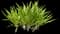 Asiatic poison lily — design image 11
