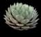 Parry's Agave — design image 14