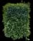 Chinese Banyan — design image 10