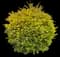 Sky Flower — design image 12