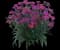 Delilah™ Purple Dianthus - Pinks — design image 1