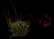 Kangaroo Paw — design image 2
