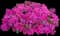 Superbena® Verbena — design image 1