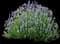 Wee One Lavender — design image 1