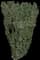 Japanese Yew — design image 6