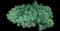 Cypress spurge — design image 2