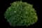 Roughleaf dogwood — design image 2