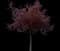 Crabapple Tree — design image 4
