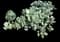 Jade Plant — design image 13