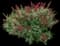 Miss Molly Butterfly Bush — design image 3