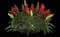 Ornamental Pepper — design image 6