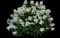Panicle Hydrangea — design image 12