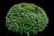 Indian Hawthorn (Rhaphiolepis indica) — design image 8