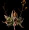 Coral Aloe — design image 1