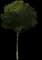 Laurel Tree (Laurus) — design image 2