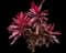'Red Sister' Cabbage Palm — design image 26