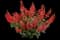 Unplugged Red Sage — design image 1
