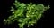 Autograph tree — design image 11