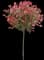 Fraser Photinia — design image 2