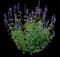Agastache Kudos™ Silver Blue — design image 1