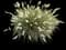 African Fountain Grass — design image 5