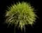 Lily Turf Grass — design image 11