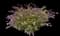 Common Lilac — design image 7