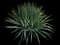 Yucca filamentosa — design image 10
