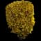 Forsythia Shrub — design image 16