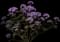 Hydrangea macrophylla 'Hamburg' — design image 1
