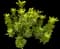 Hardy Anise Shrub Shrub — design image 2