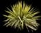 Yucca filamentosa — design image 16