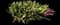 Oyster Plant — design image 1
