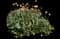 African daisy — design image 2