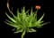 Soap Aloe — design image 12