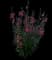 Angelface Perfectly Pink Summer Snapdragon — design image 2