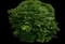 Burning Bush — design image 8