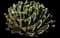 Queen Victoria Agave — design image 2