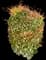 Nandina — design image 3