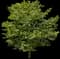 Ylang Ylang Tree — design image 1