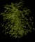 European Mountain Ash Tree — design image 2