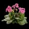 Begonias — design image 1