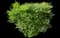 Nandina — design image 12