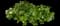 Korean Spice Viburnum Shrub — design image 3