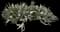 Beavertail Cactus — design image 4