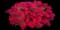 Barbarini® Red Dianthus — design image 1