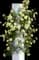 Rosa Golden Showers Climbing — design image 2