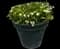 Garden Tulips — design image 31