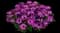 Ostica™DE Magenta African Daisy — design image 1