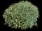 Woodland Sage — design image 6